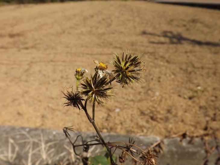 鬼針草的鬼針樣貌