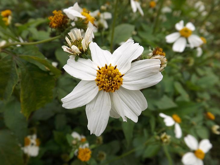 鬼針草大花咸豐草的小白花