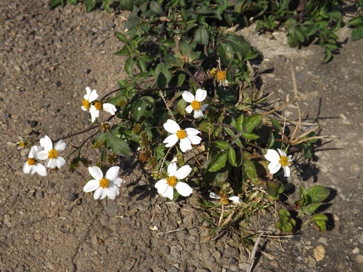 柏油路邊也成生長的鬼針草