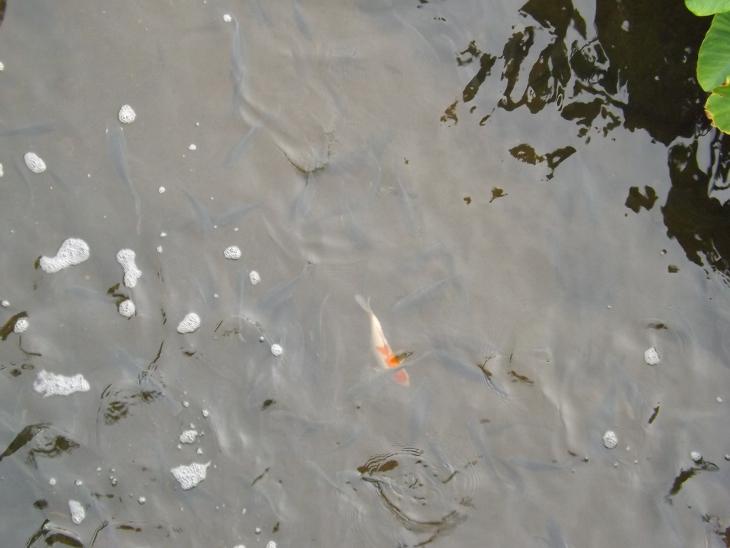 老街溪畔小水池裡的錦鯉以及吳郭魚