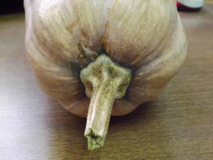 南瓜外觀的藤蔓端