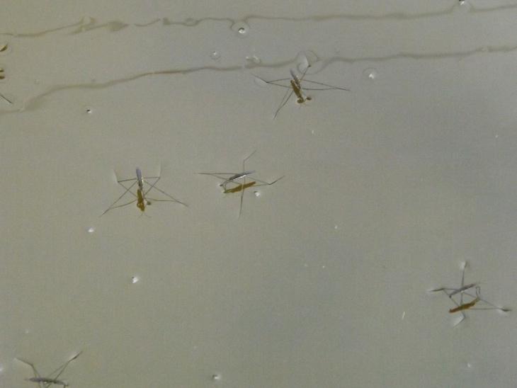 水黽照片二
