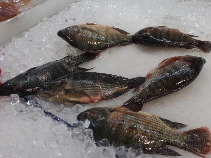 市面販售的吳郭魚